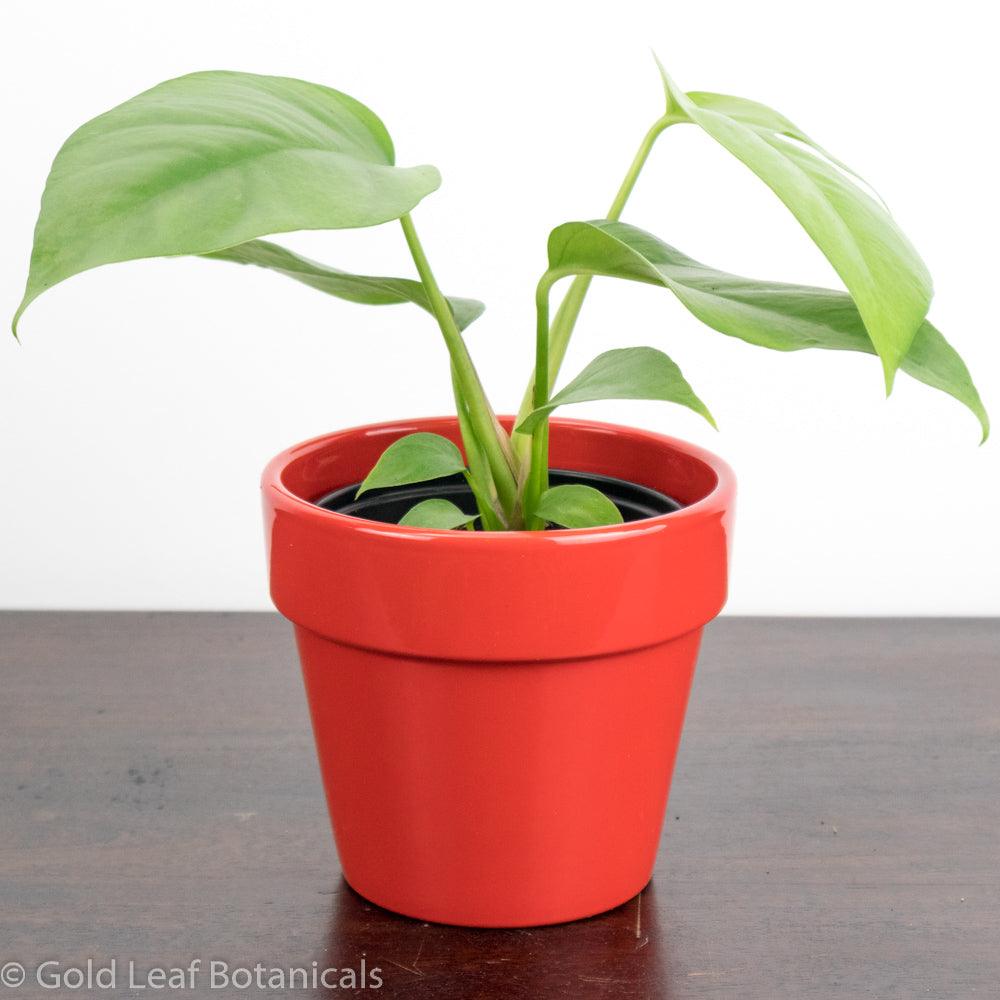 Buy Mini Monstera (Rhaphidophora Tetrasperma)