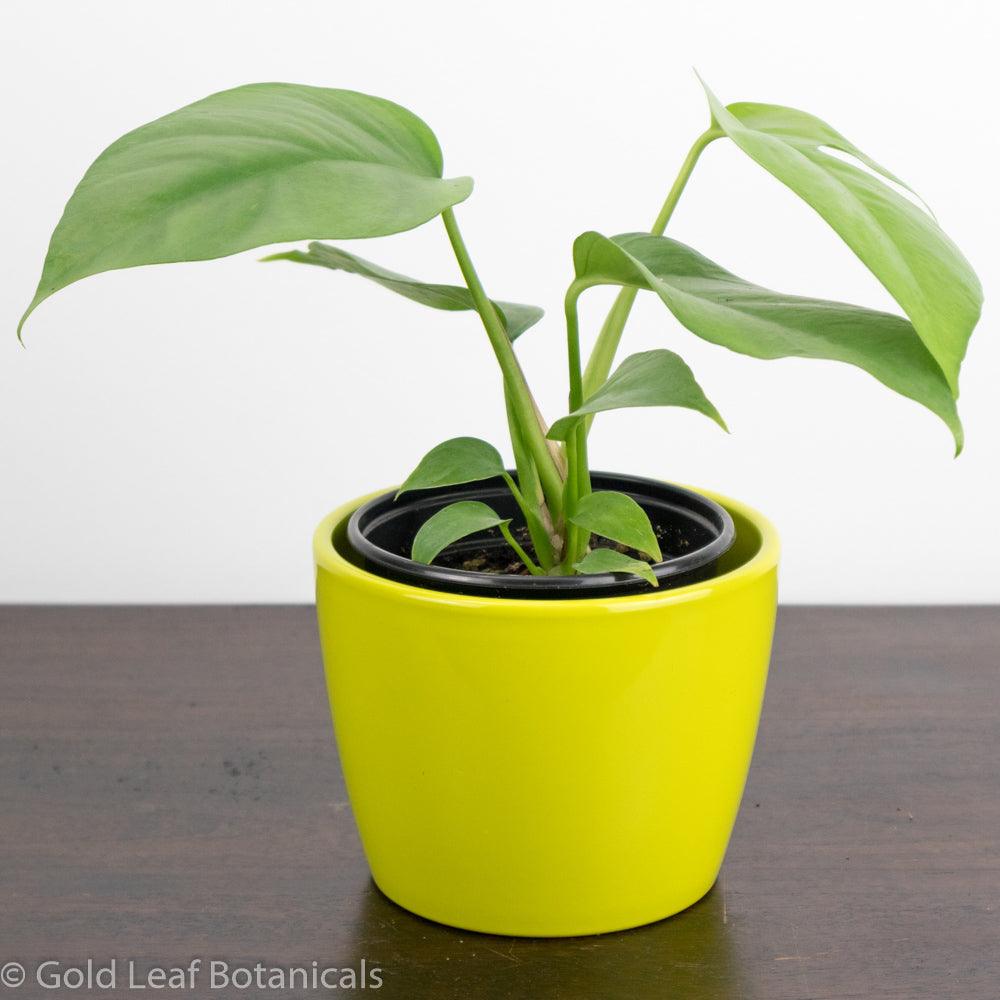 Mini Monstera (Rhaphidophora Tetrasperma) Humidity Requirements