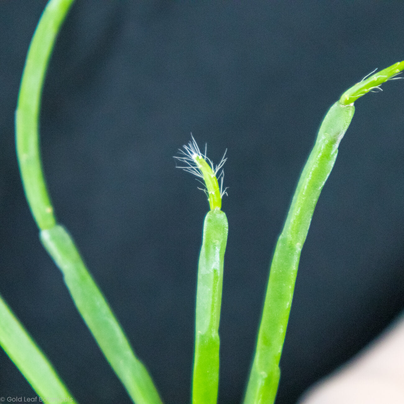 Rhipsalis Paradoxa Minor