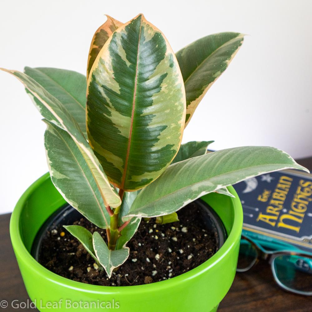 golden rubber tree Ficus Tineke Rubber Plant: Care Guide and Benefits of Owning – Gold Leaf Botanicals