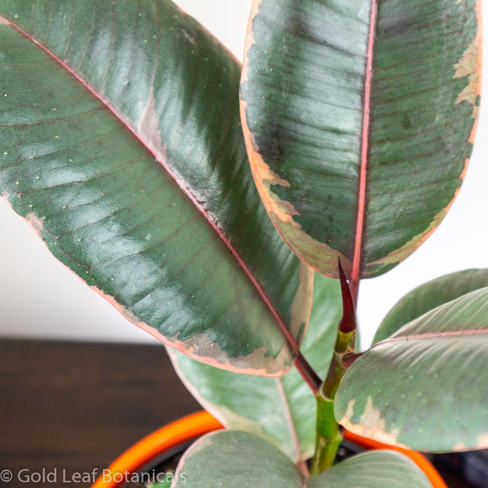 Ficus Ruby: The Stunning Rubber Plant with Ruby Red Leaves – Gold Leaf ...