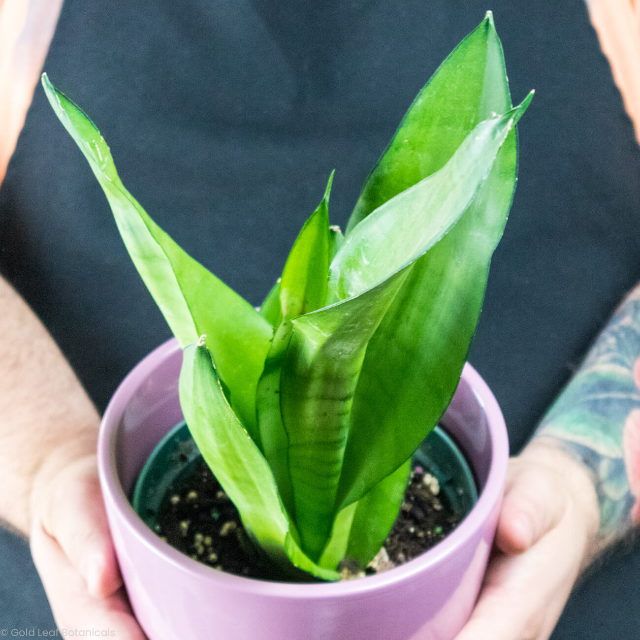 Sansevieria Moonshine