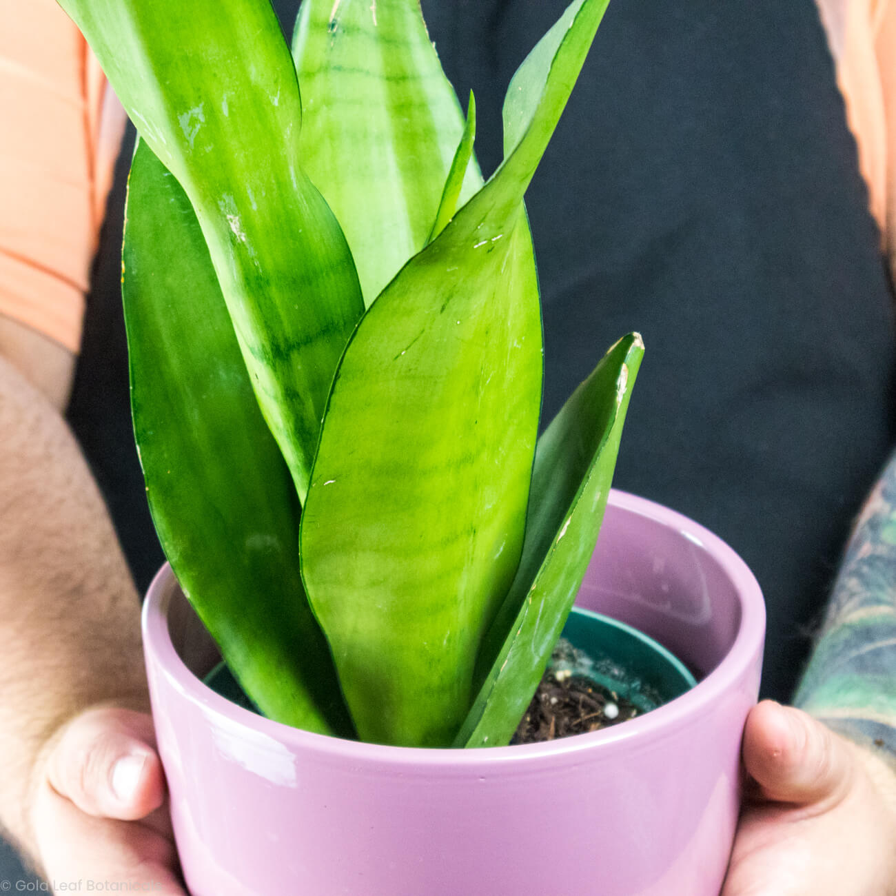 Sansevieria Moonshine