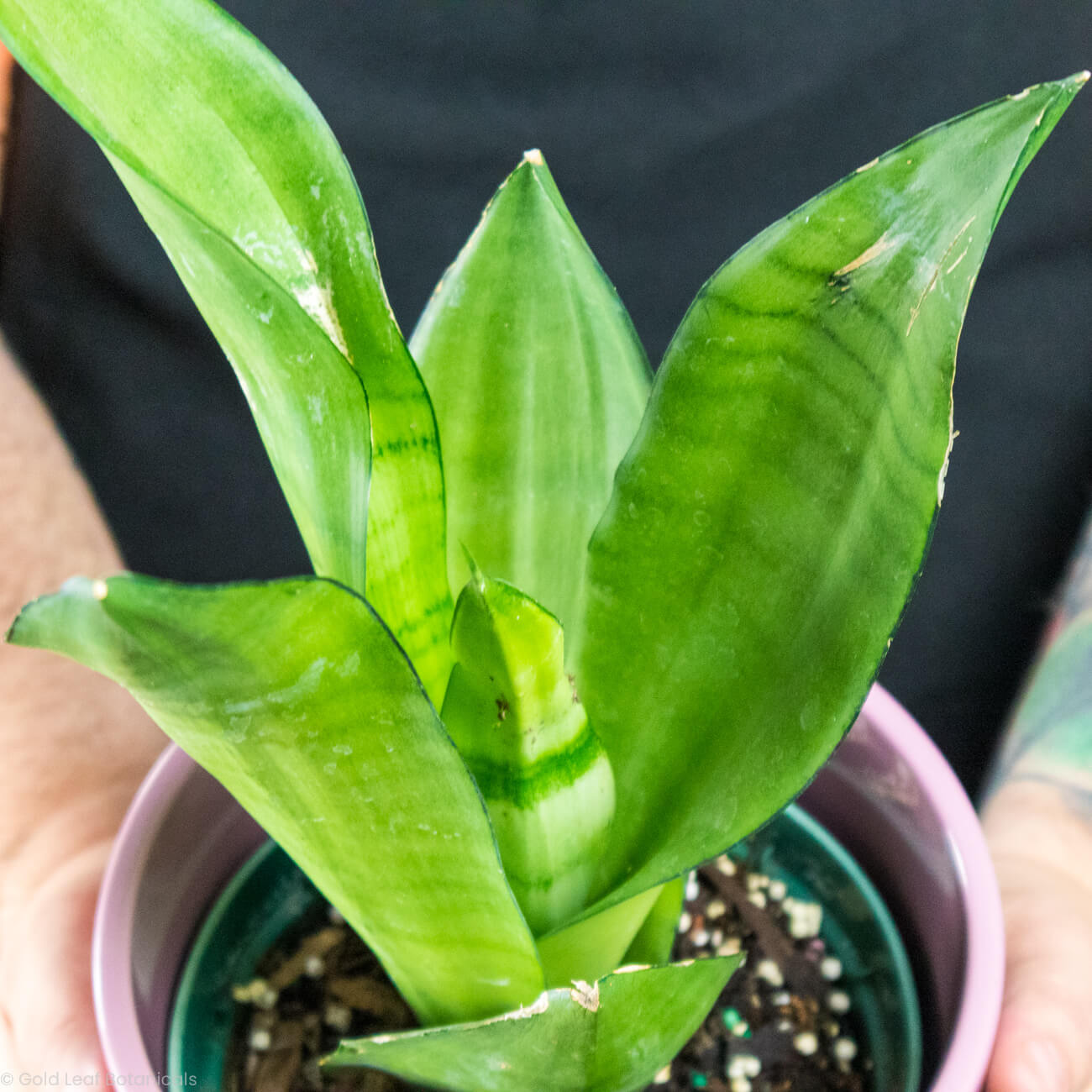 Sansevieria Moonshine