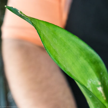 Sansevieria Moonshine