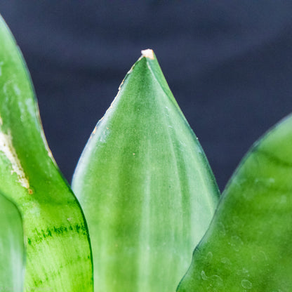 Sansevieria Moonshine