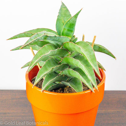 blue kew sansevieria Sansevieria Blue Kew Care