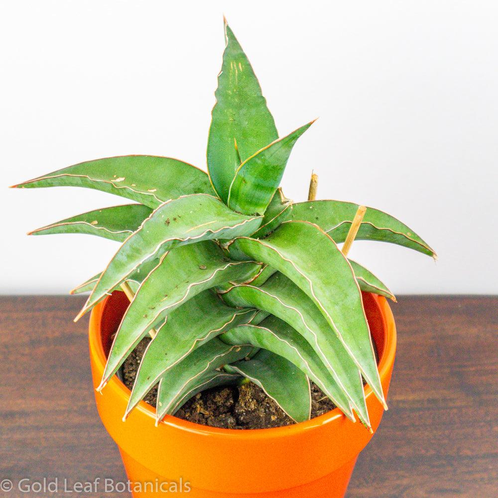 Sansevieria Blue Kew Ontario