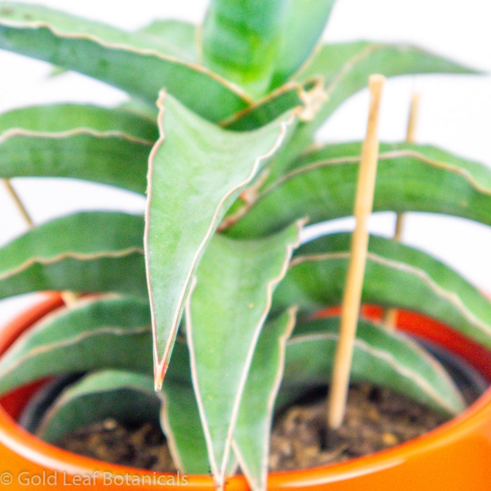 Buy Sansevieria Blue Kew