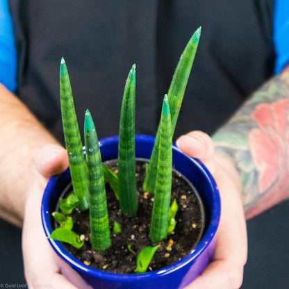 Sansevieria Dragon Fingers Water