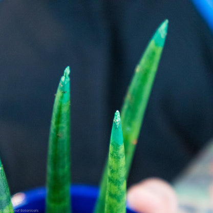 Sansevieria Dragon Fingers Sun