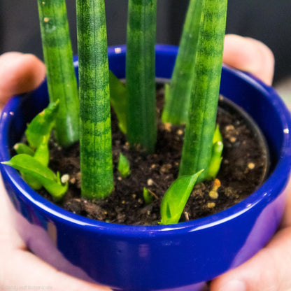 sansevieria cylindrica fingers Sansevieria Dragon Fingers Care
