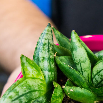 Buy Sansevieria Dwarf Boncel Starfish