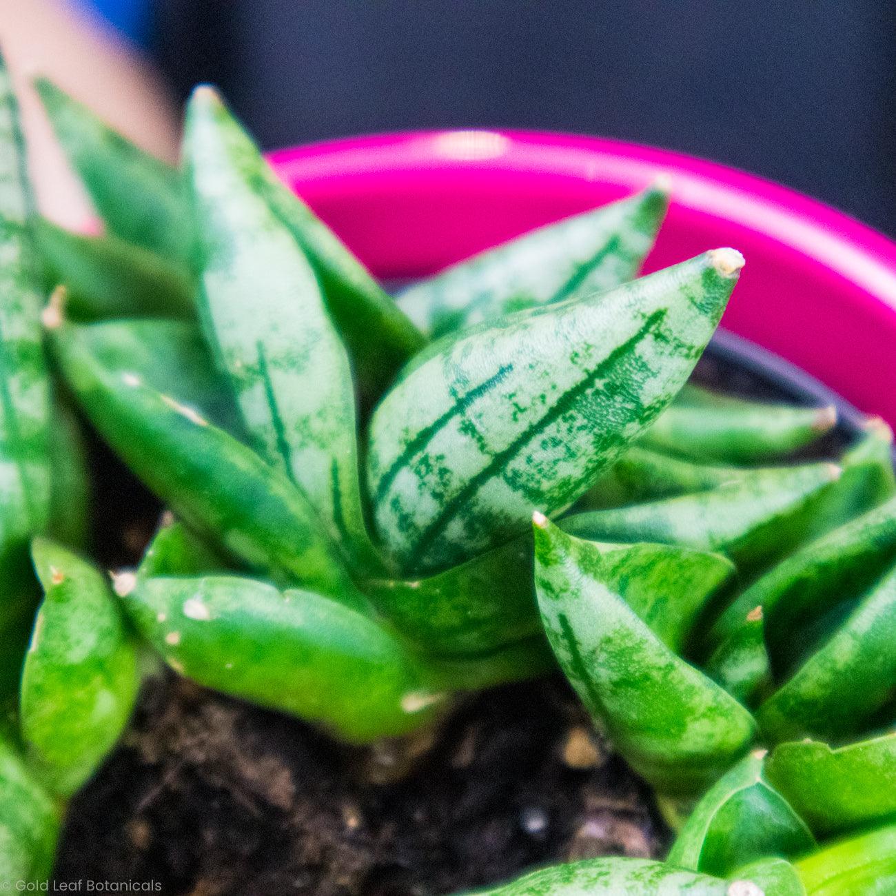 Sansevieria Dwarf Boncel Starfish Water