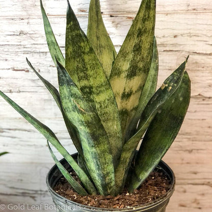 frozen snake plant Sansevieria Frozen Care
