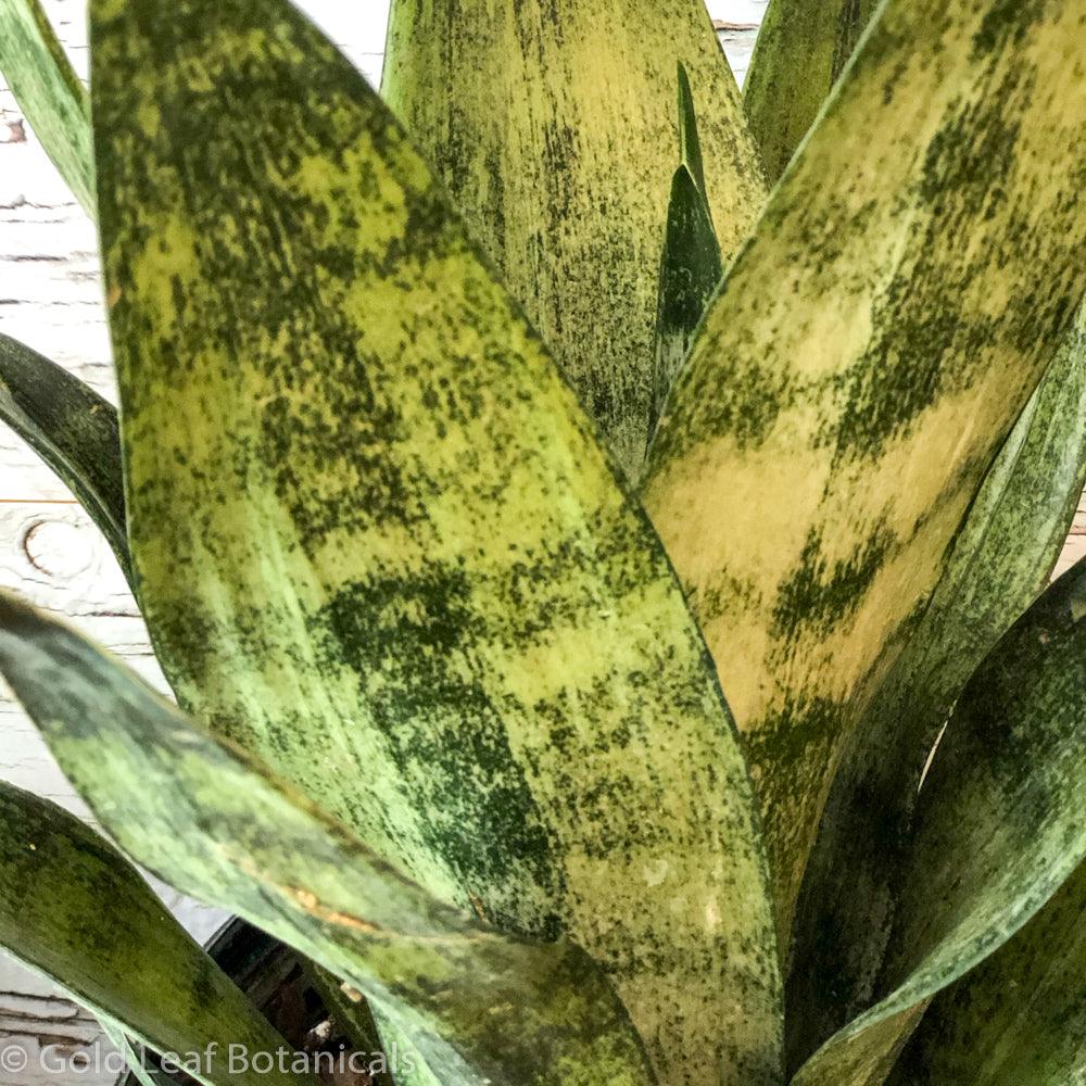 snake plant frozen Sansevieria Frozen Care