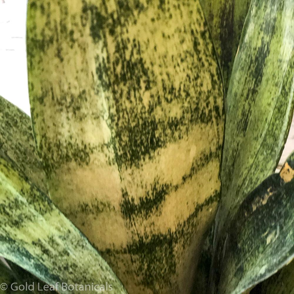 Sansevieria Frozen Sun