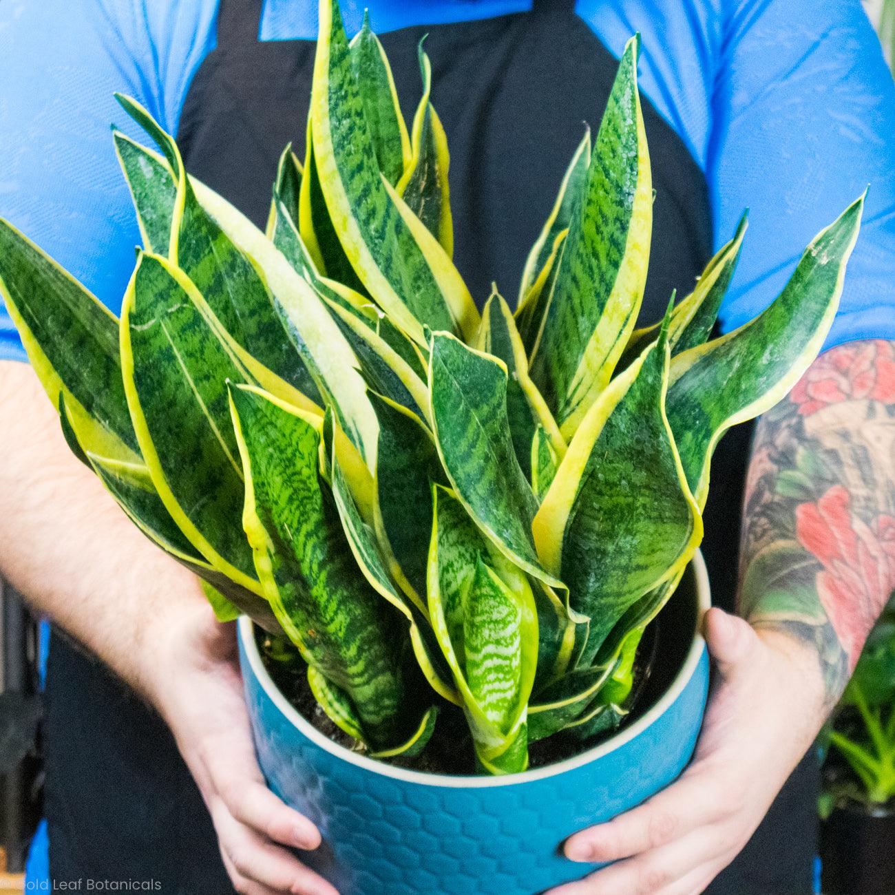 Sansevieria Futura Superba Care Tips