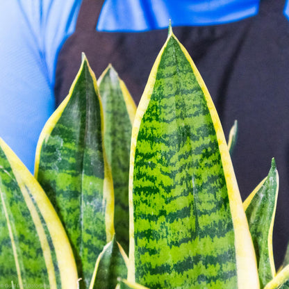 Sansevieria Futura Superba Water