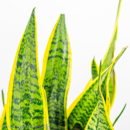 Sansevieria Futura Superba Soil