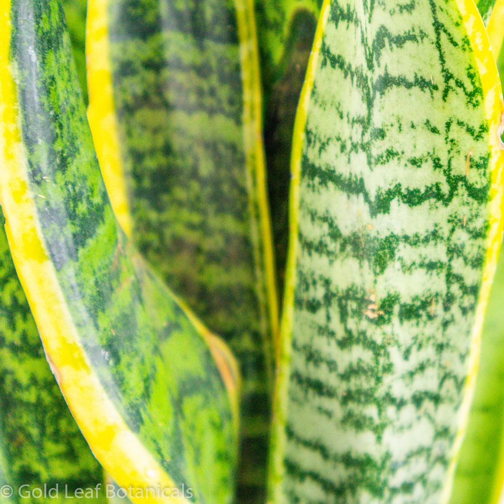 Sansevieria Futura Superba Canada