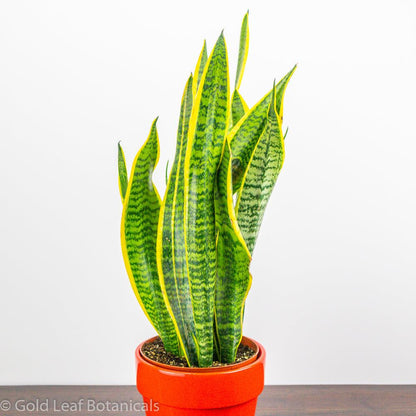 Sansevieria Futura Superba Humidity