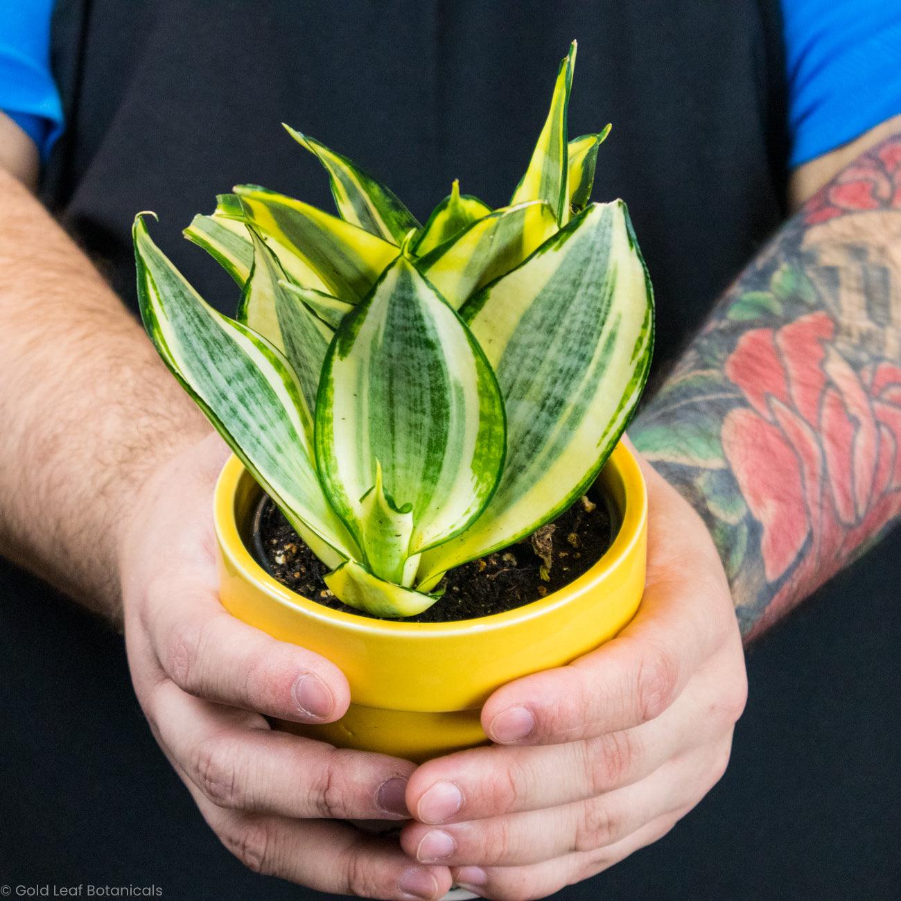 Sansevieria Lauren Ontario Canada