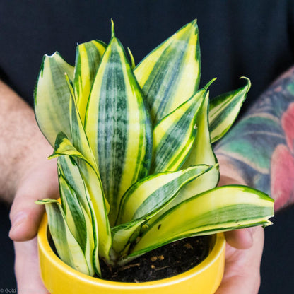 Sansevieria Lauren For Sale