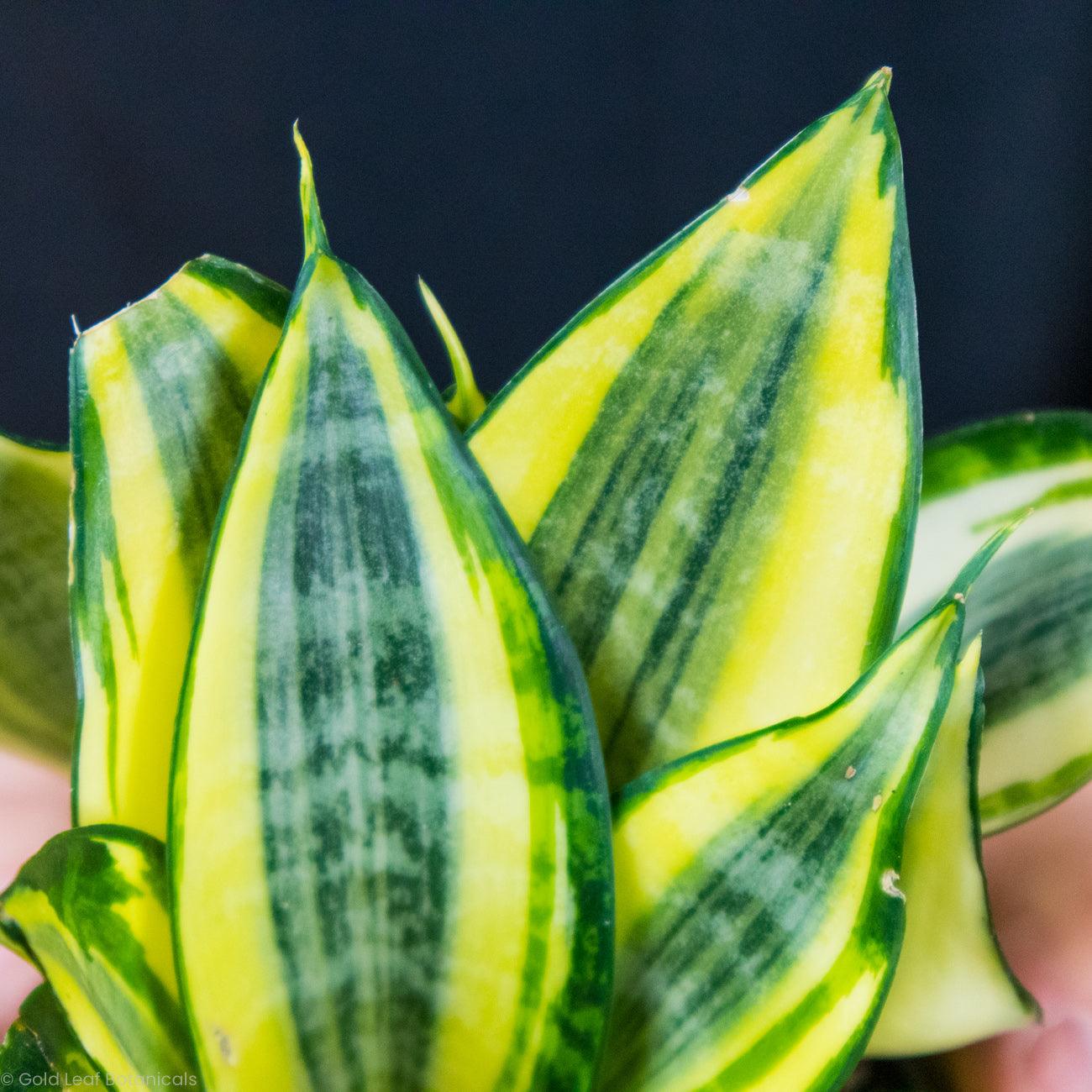 Sansevieria Lauren Water