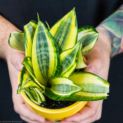 Sansevieria Lauren Sun