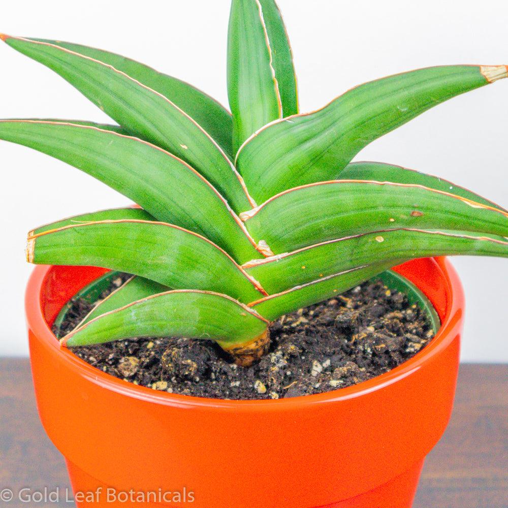 Sansevieria Samurai - Gold Leaf Botanicals