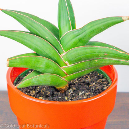 Sansevieria Samurai - Gold Leaf Botanicals