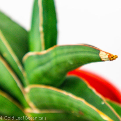 Sansevieria Samurai Water