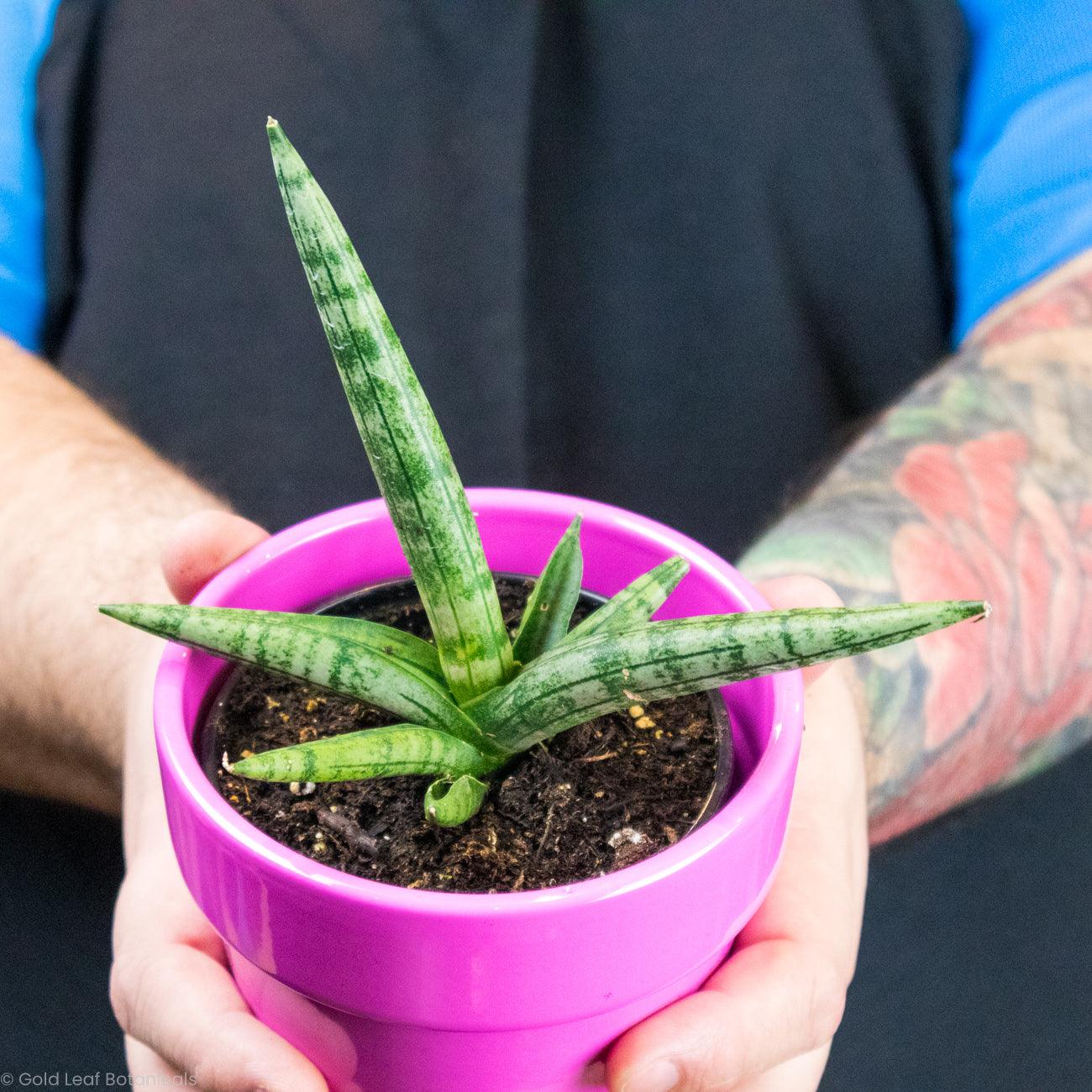 Sansevieria Starfish Boncel Care