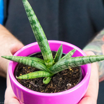 Buy Sansevieria Starfish Boncel