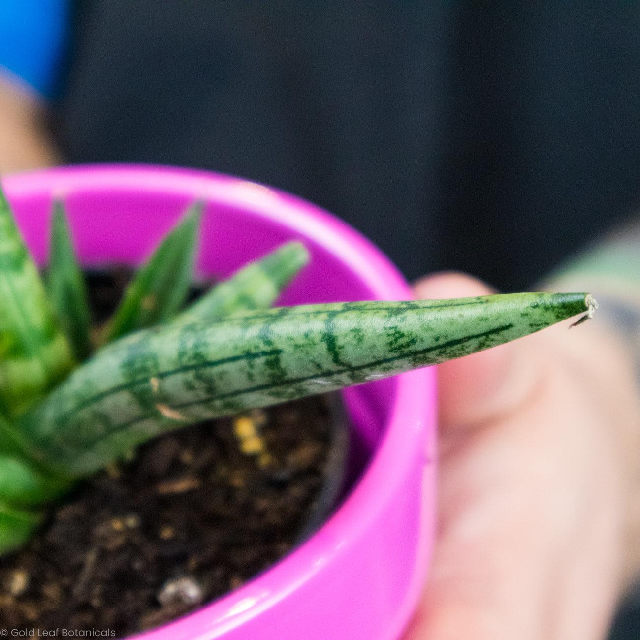 Sansevieria Starfish Boncel Ontario Canada