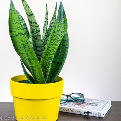 Sansevieria Wintergreen Snake Plant Care