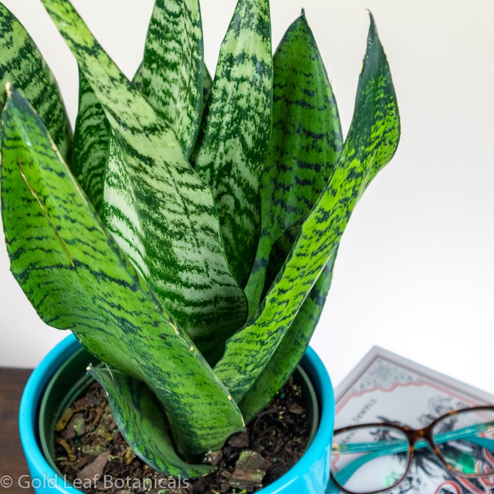 Buy Sansevieria Wintergreen Snake Plant