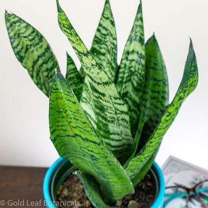 Sansevieria Wintergreen Snake Plant Water