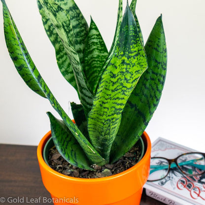 Sansevieria Wintergreen Snake Plant Sun