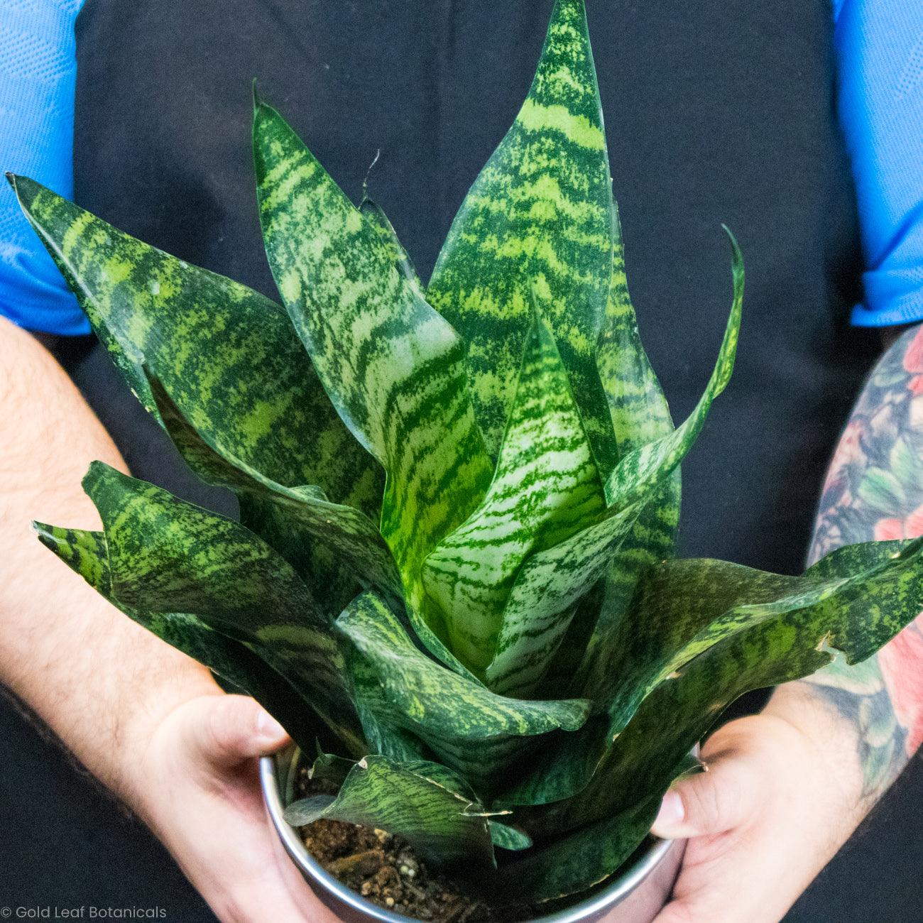 Sansevieria Zeylanica Superba Ontario Canada