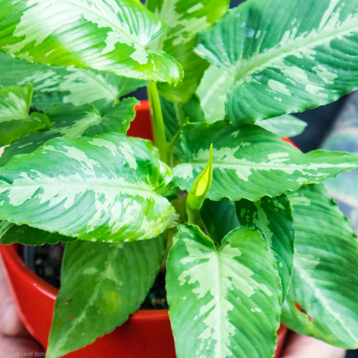 Schismatoglottis Scortechinii