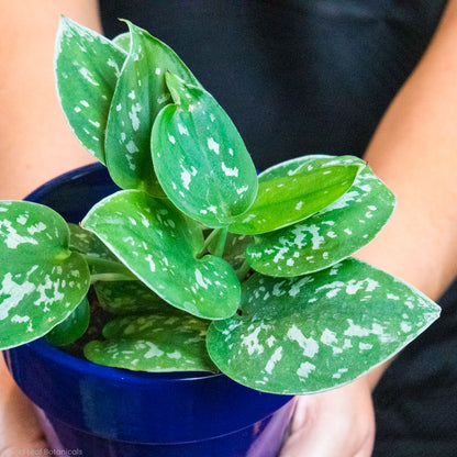 Scindapsus Pictus (Silver Satin Pothos) Care