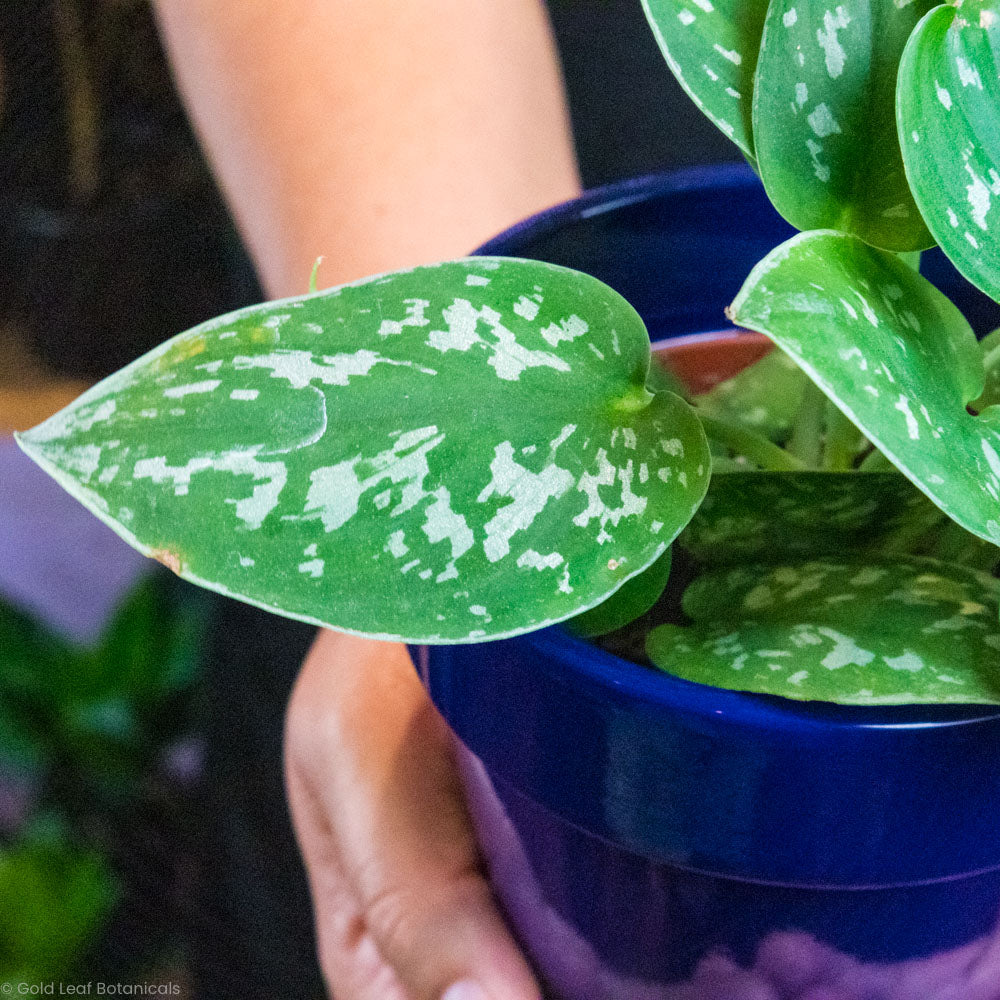 Scindapsus Pictus (Silver Satin Pothos) Plant