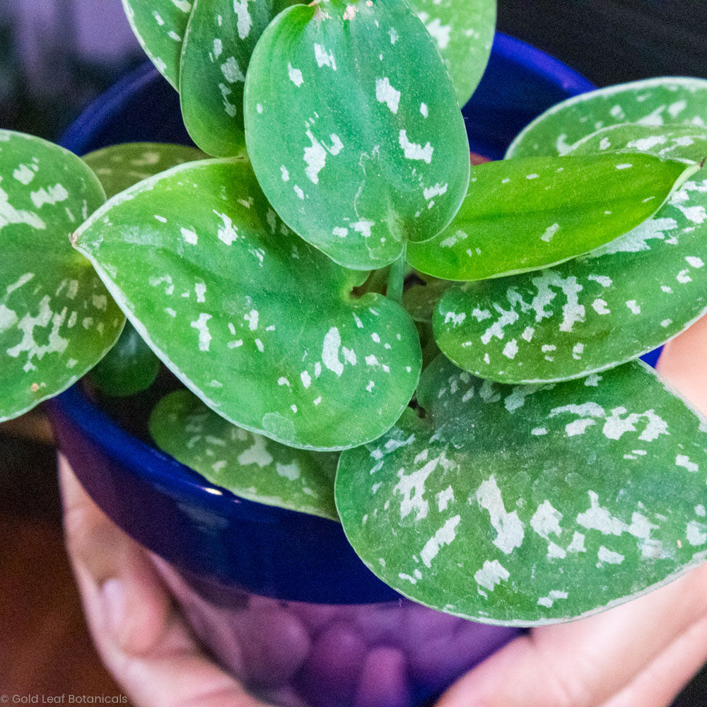 Scindapsus Pictus (Silver Satin Pothos) Leaves