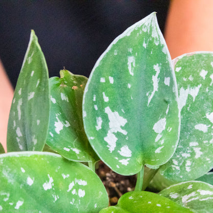 Scindapsus Pictus (Silver Satin Pothos)