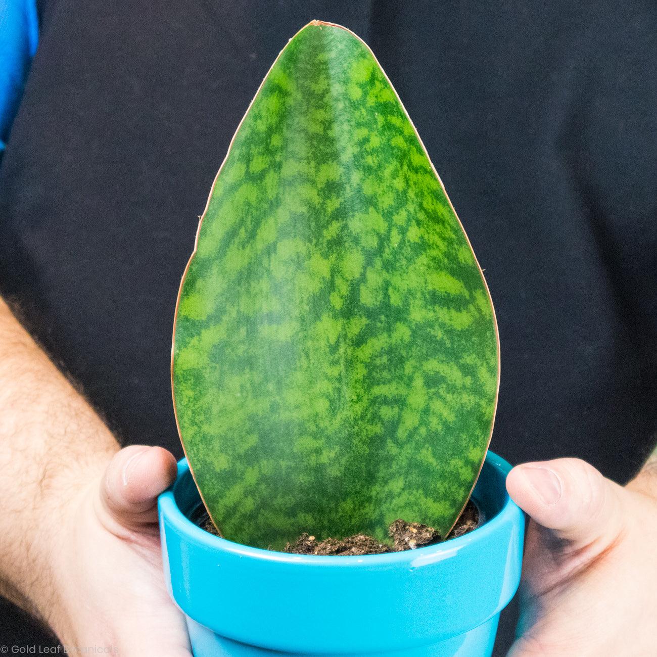 Shark Fin Sansevieria Masoniana Care