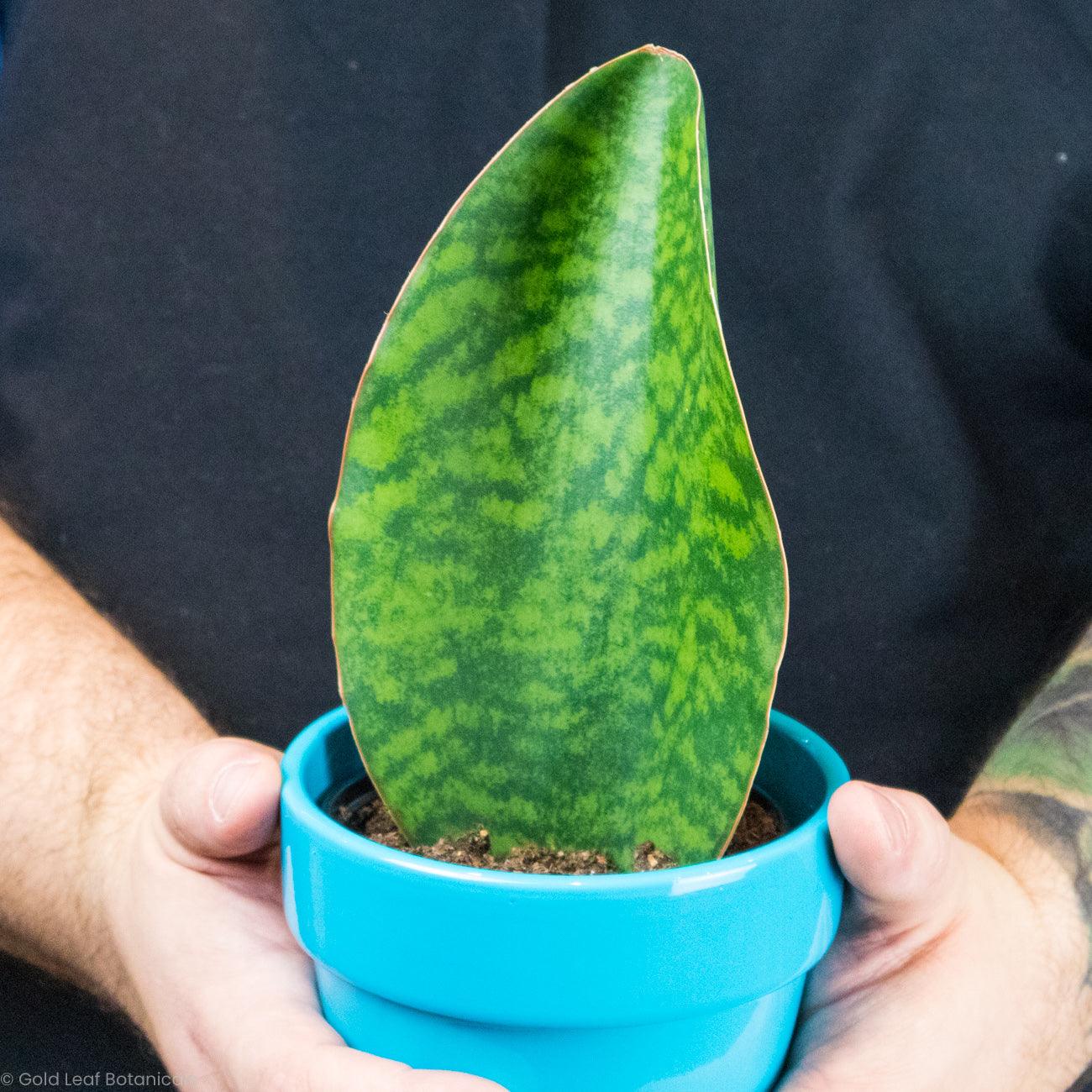 Buy Shark Fin Sansevieria Masoniana