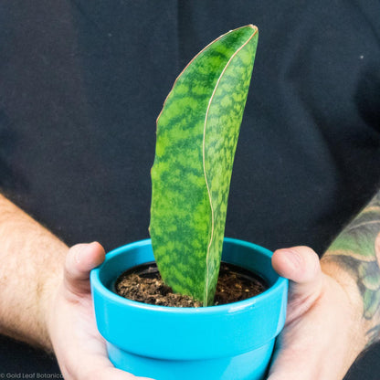 Shark Fin Sansevieria Masoniana For Sale