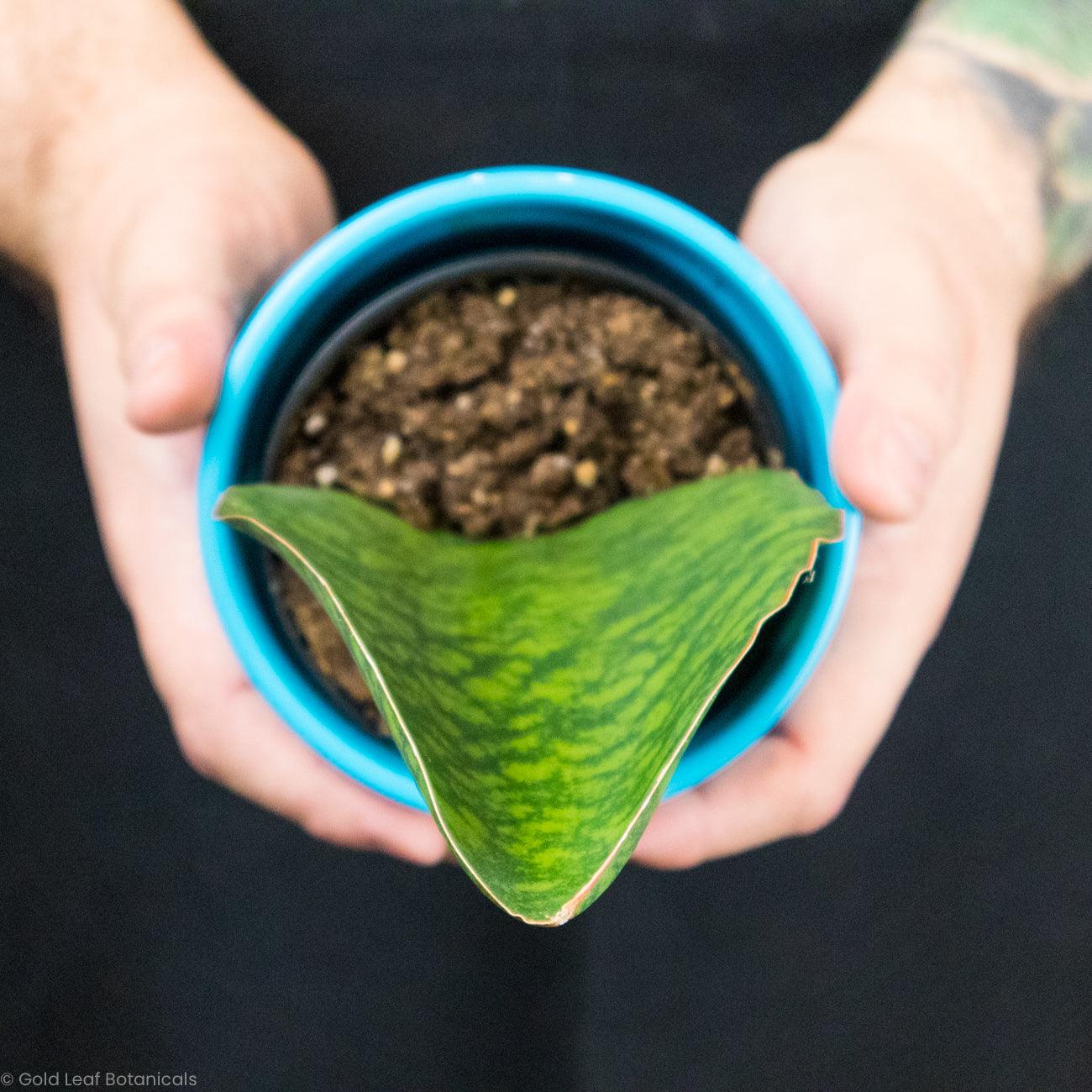 Shark Fin Sansevieria Masoniana Ontario Canada